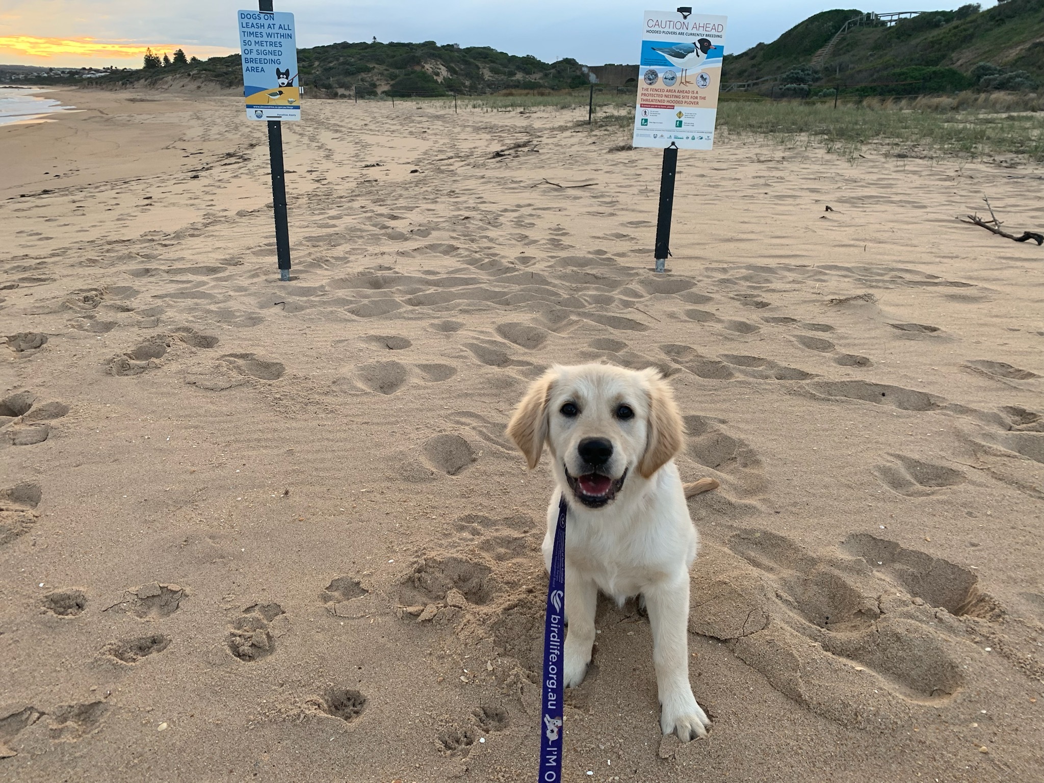 Puppy on a leash next to hooded plover signs. Photo: Kerri Bartley