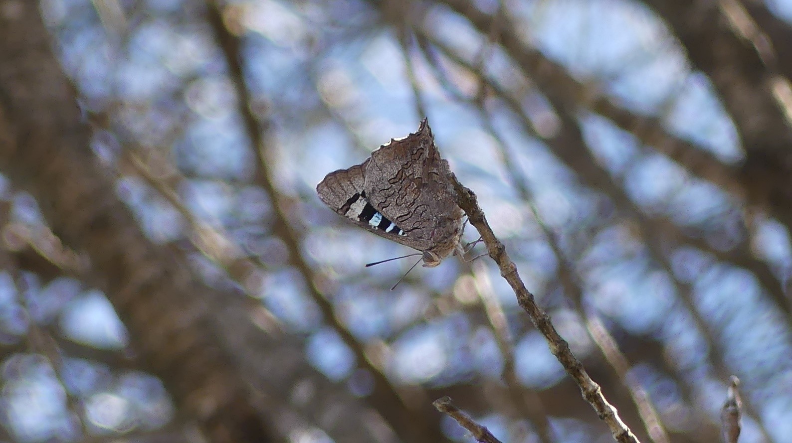 A purple azure-credit Matt Endacott