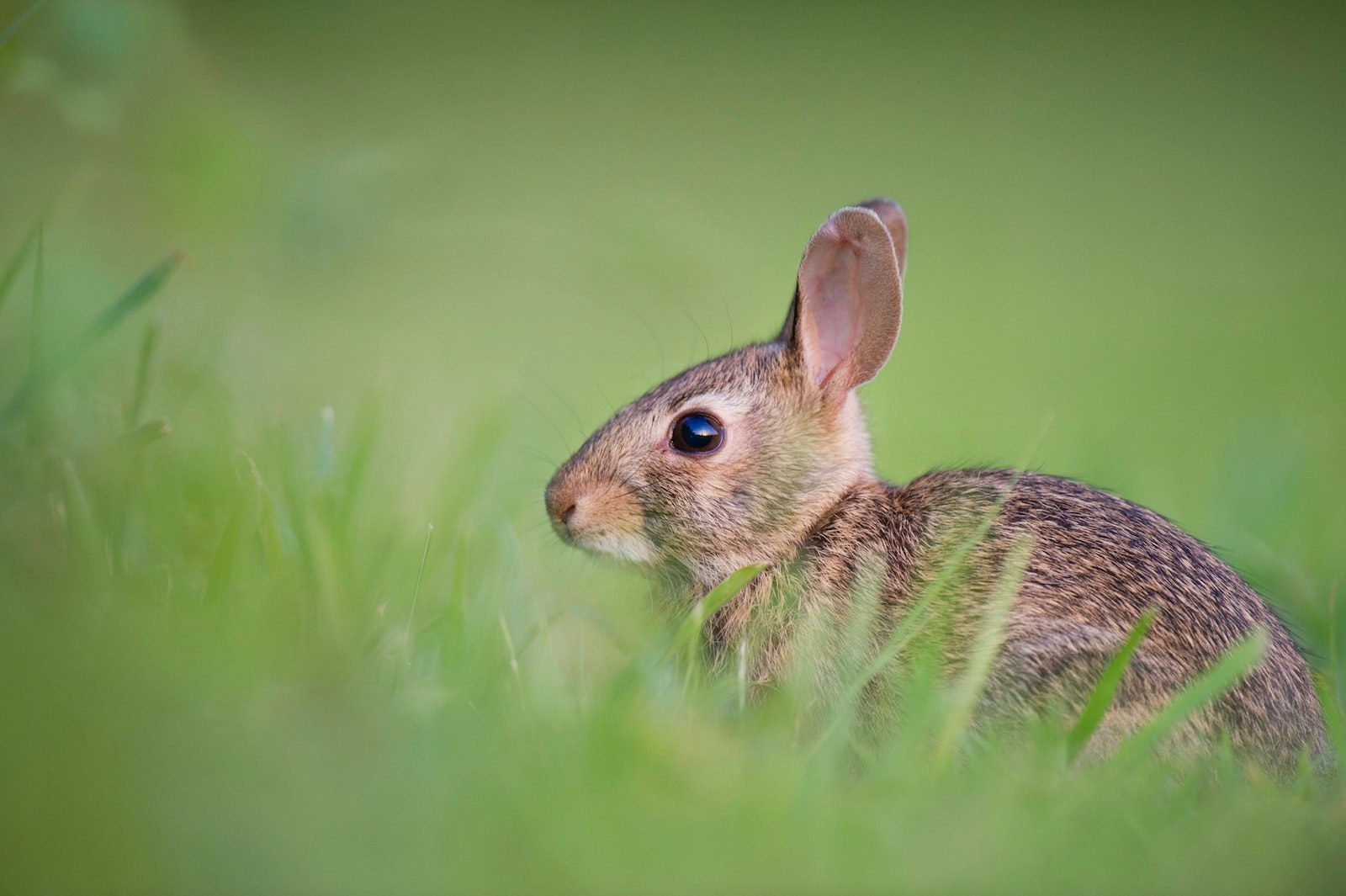 Wild rabbits - Green Adelaide