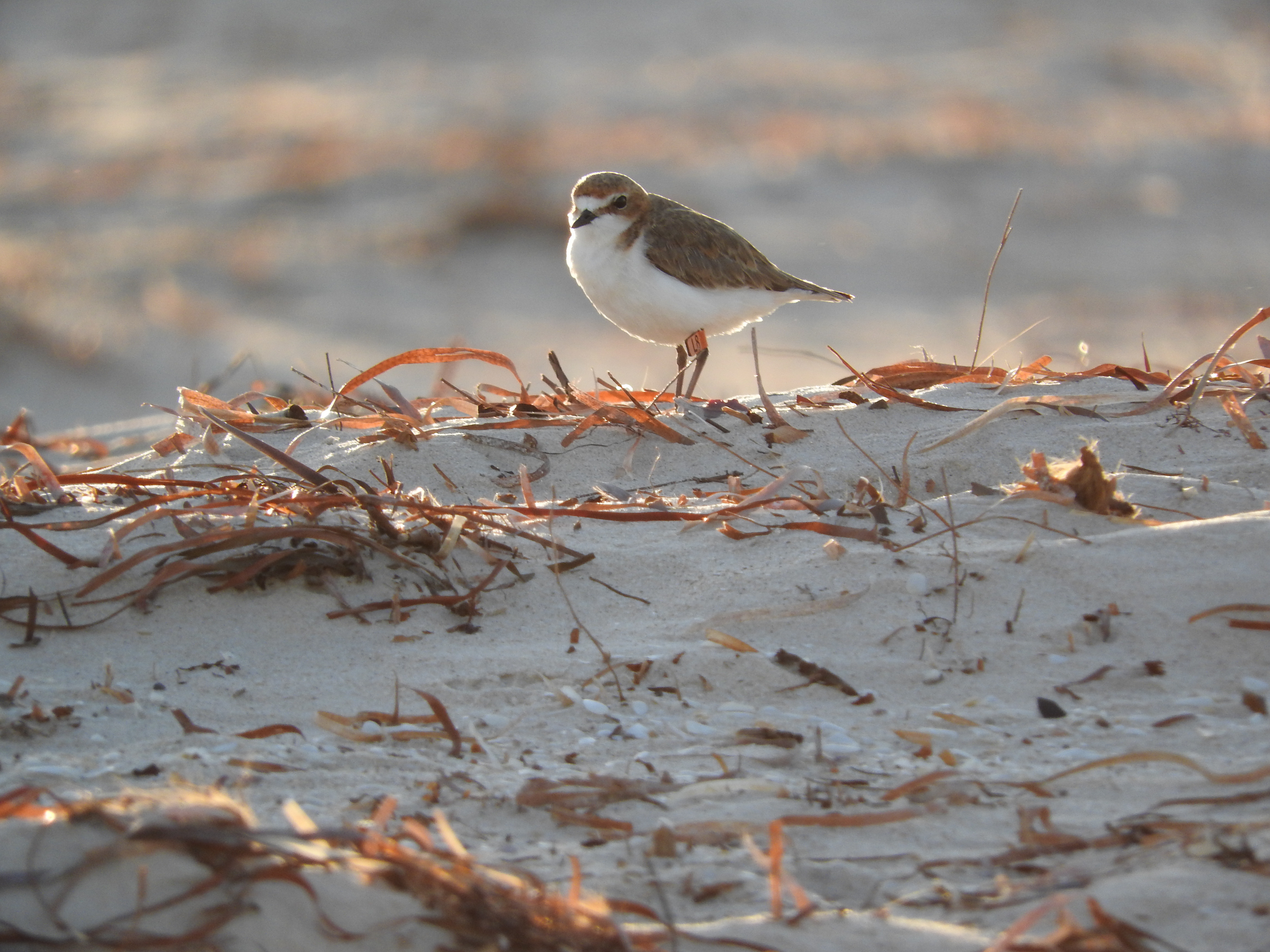 Red-capped plover-credit Aleisa Lamanna