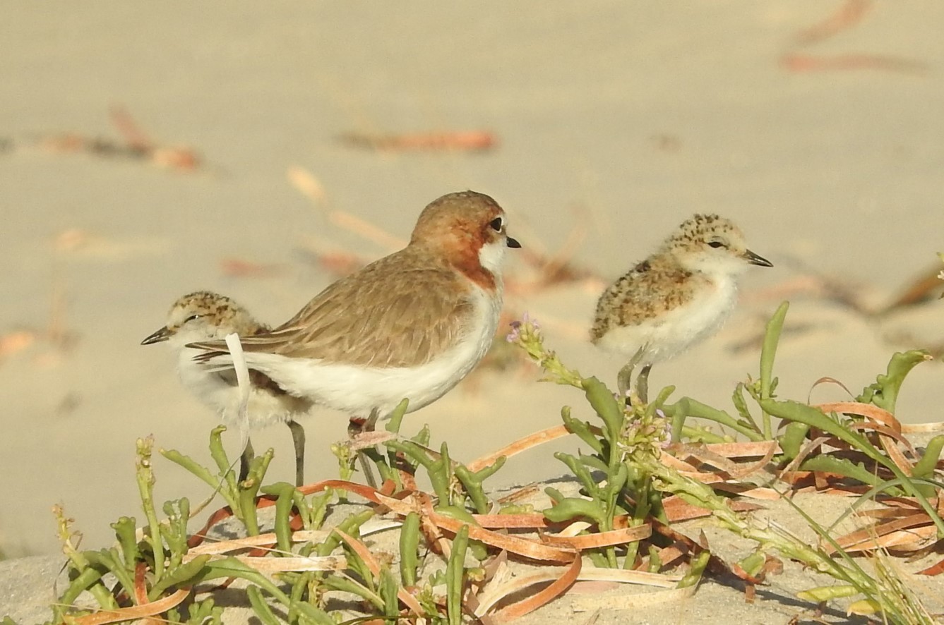 red-capped plover parent with two chicks-credit Aleisa Lamanna