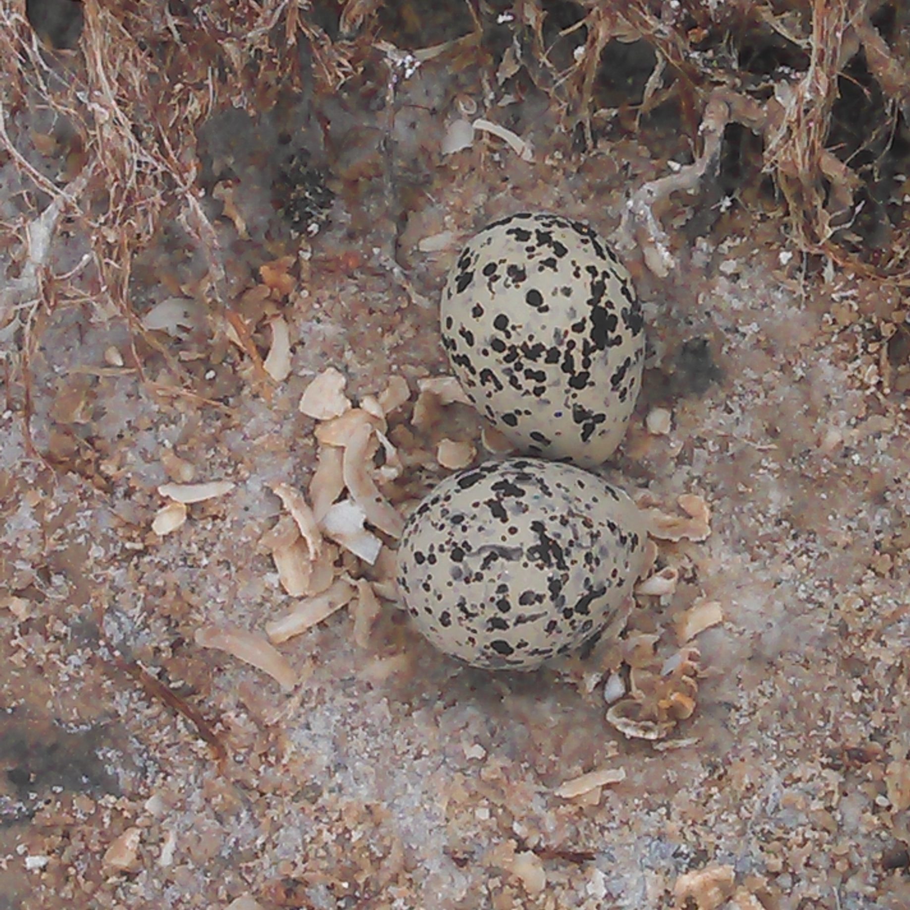 Red-capped plover eggs-credit Warrick Barnes