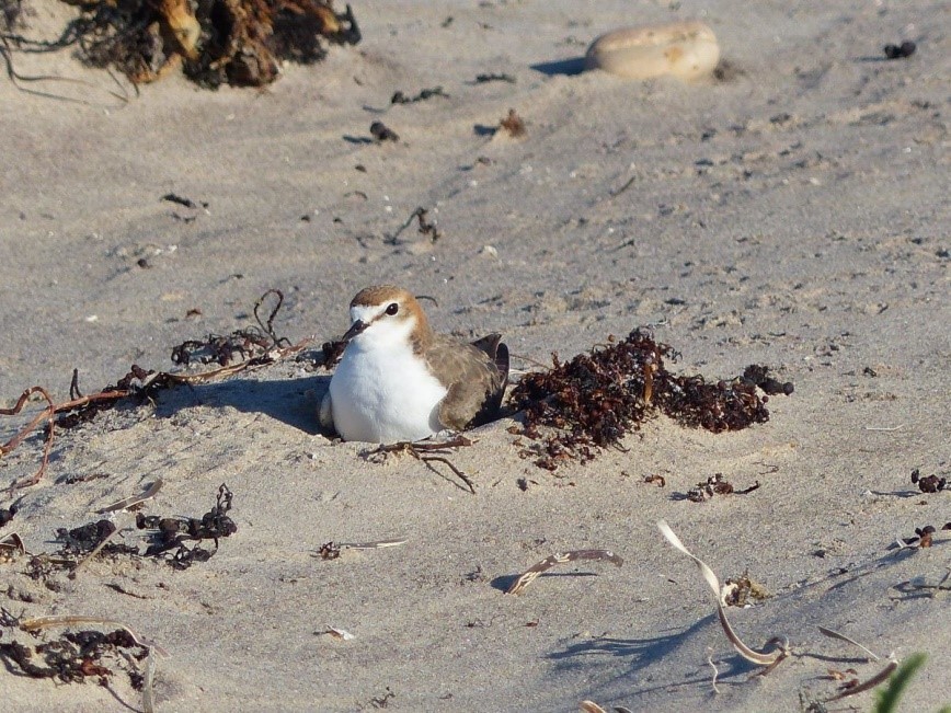 red-capped plover on nest-credit Peter Allen.