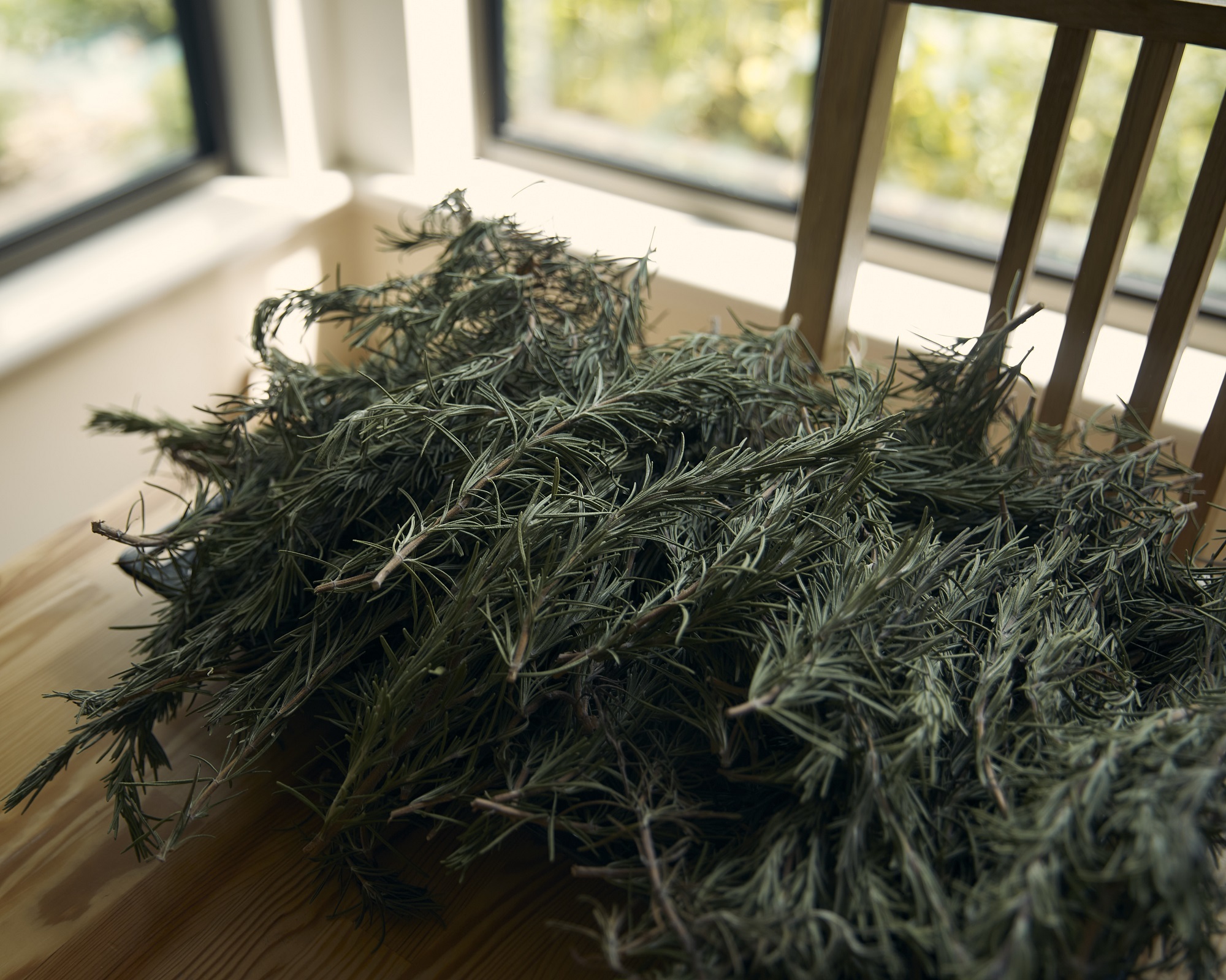 rosemary cuttings