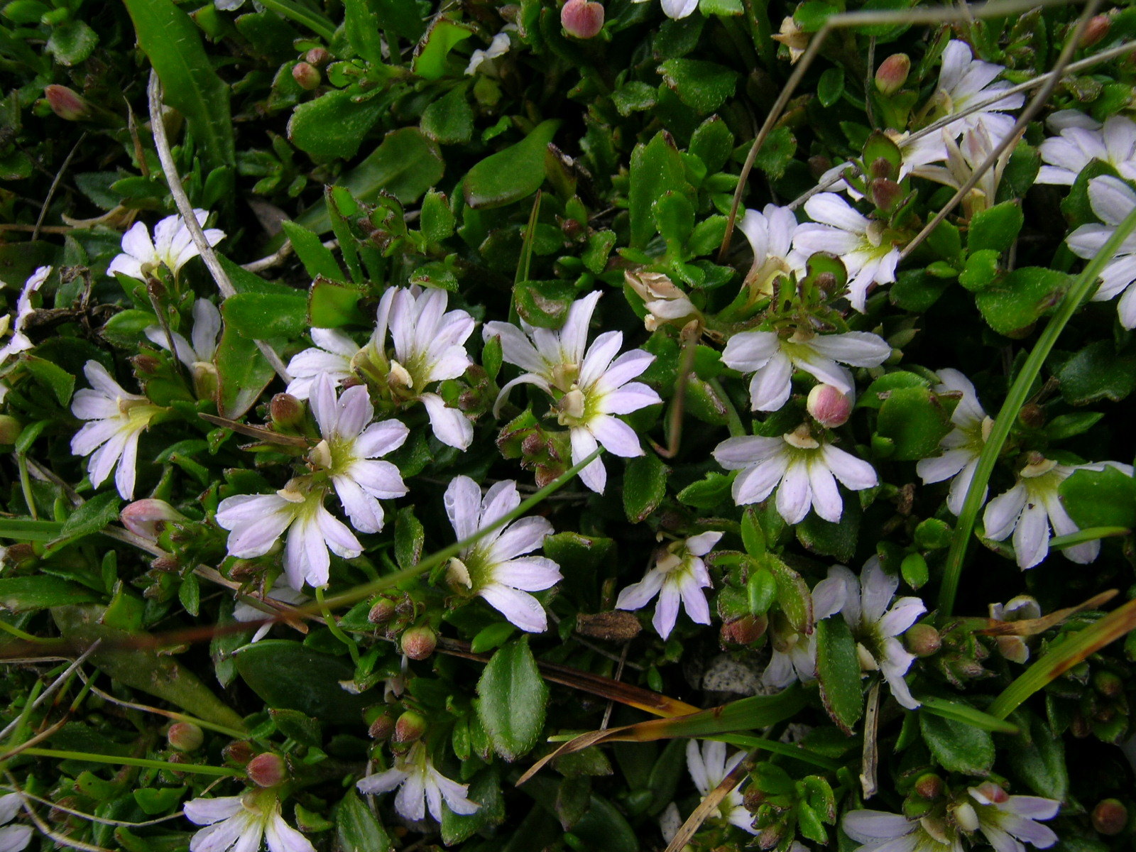 Pale fanflower-credit Harry Rose, Flickr.