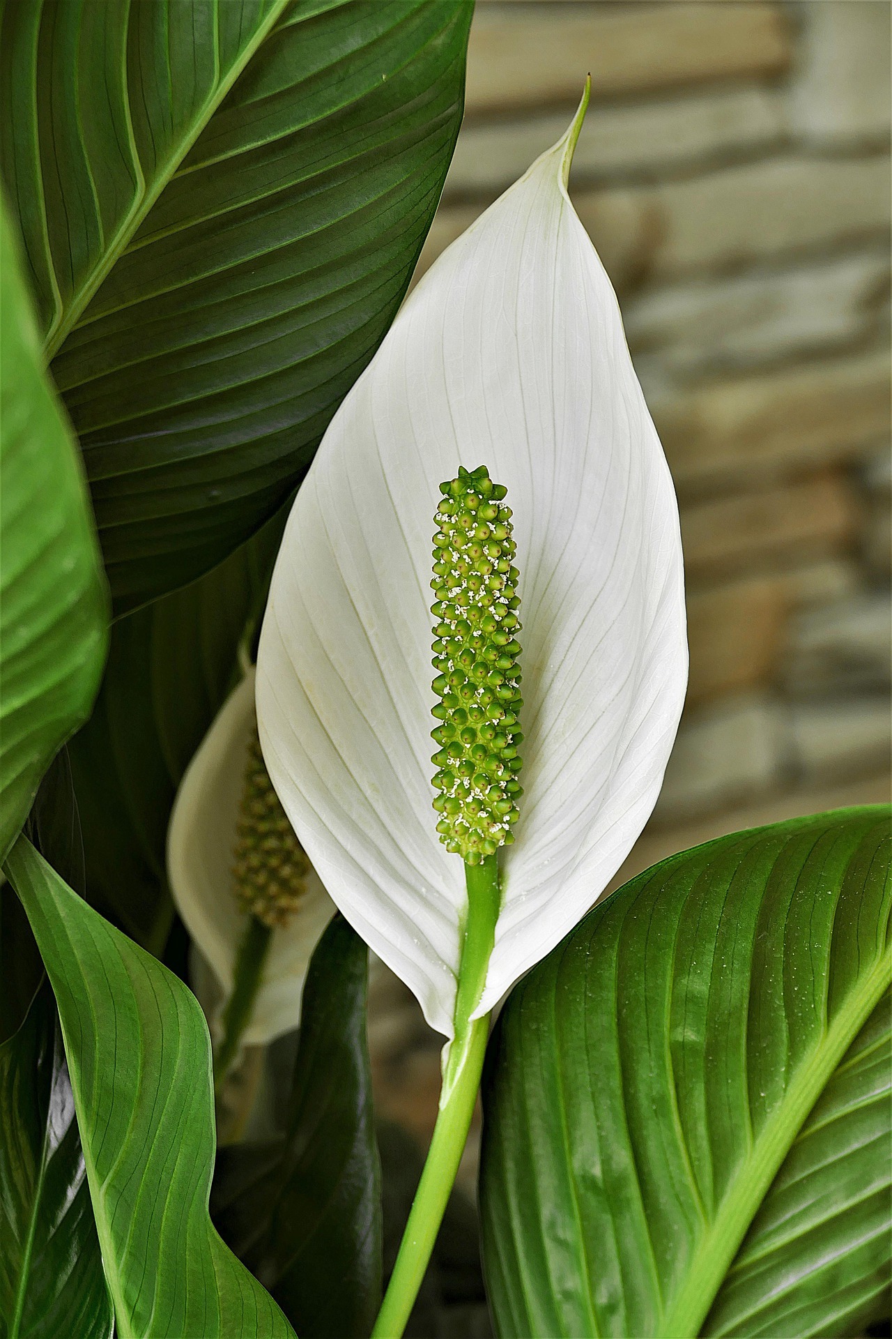 peace-lily