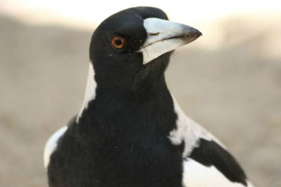 Magpie