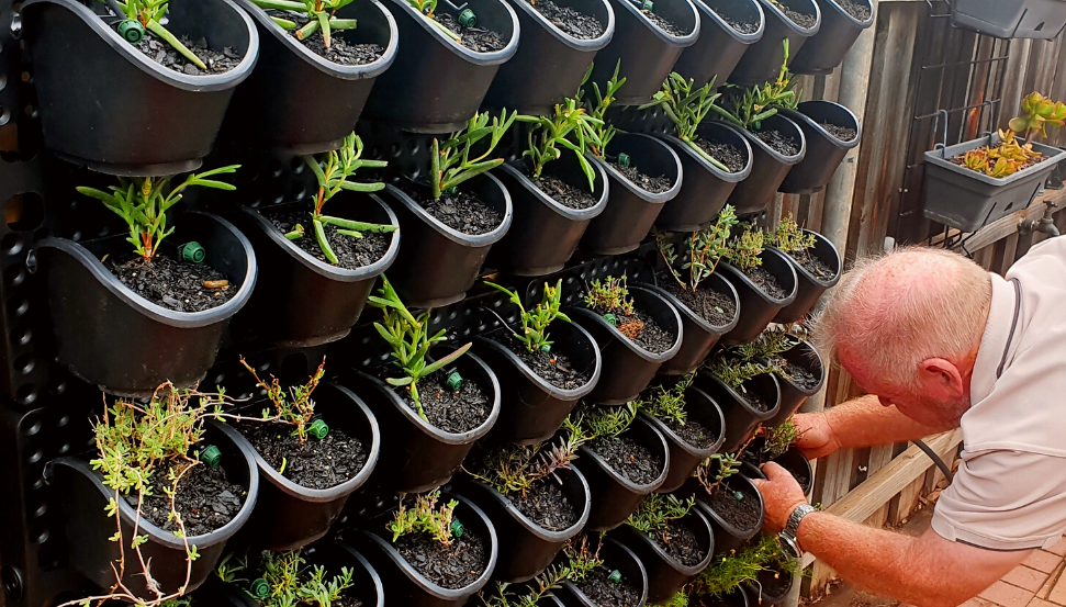 6 steps to build a green wall at home - Green Adelaide