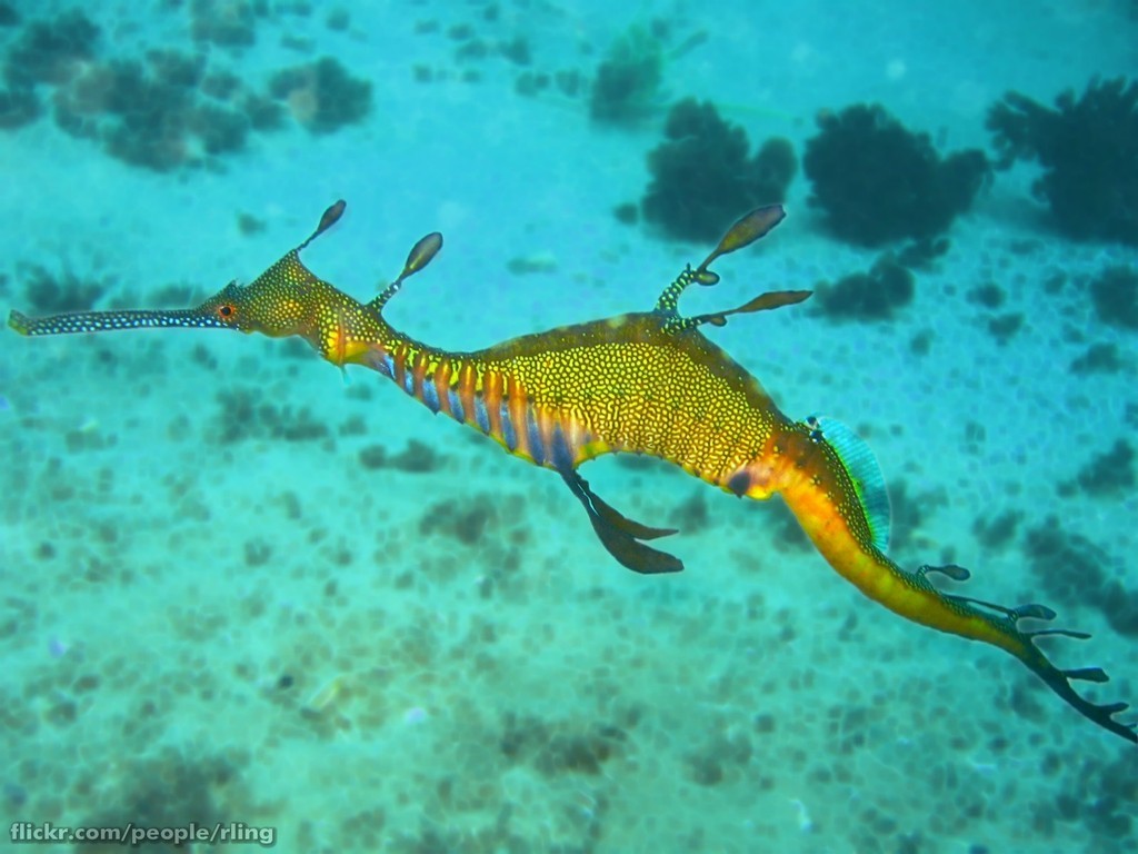 Weedy or common seadragon-Richard Ling, flickr