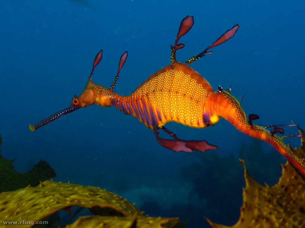 Weedy or common seadragon-Richard Ling, flickr