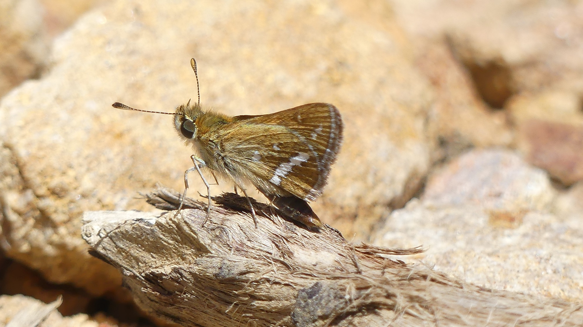 White-banded grass-dart-credit Matt Endacott