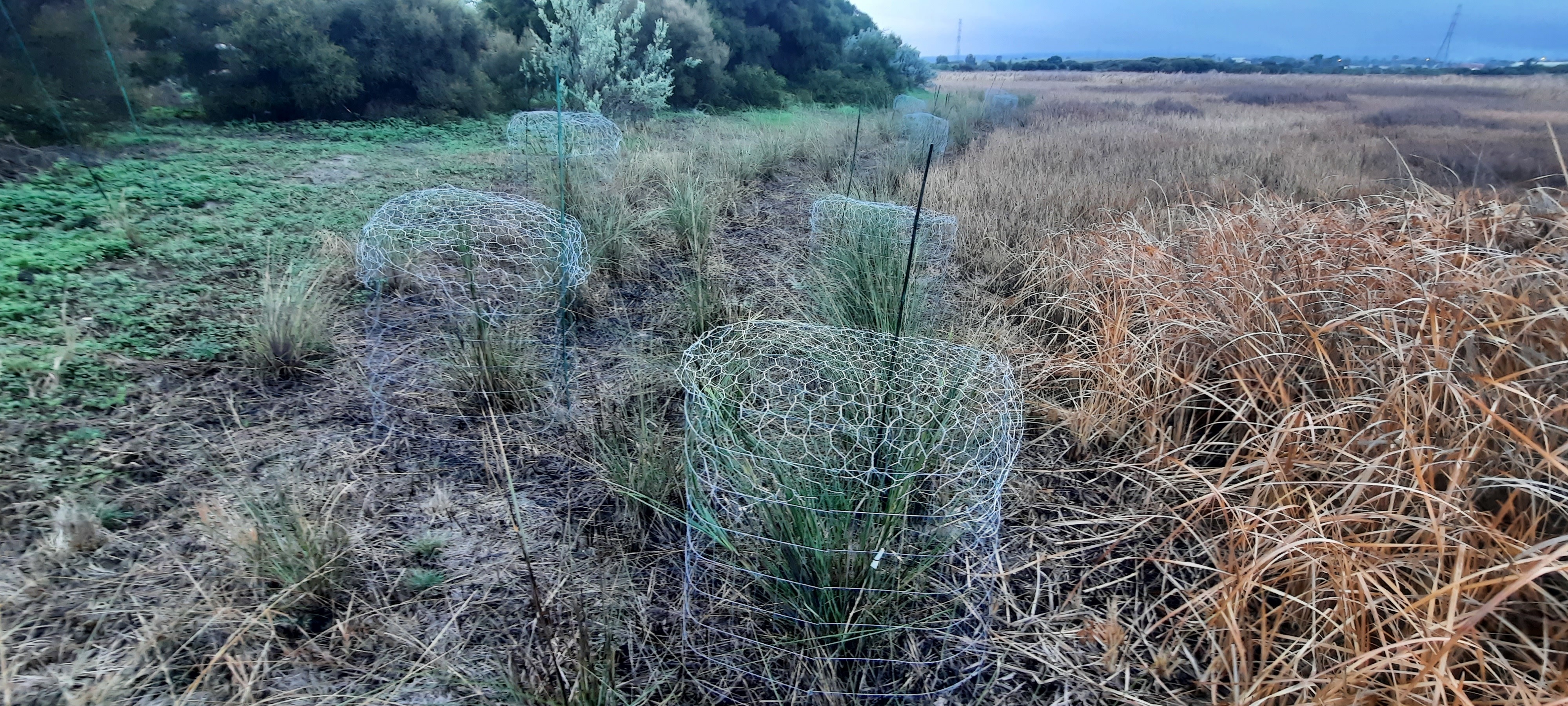 Wire cages over thatching grass at the Greenfields Wetlands site-credit Darren Kennedy