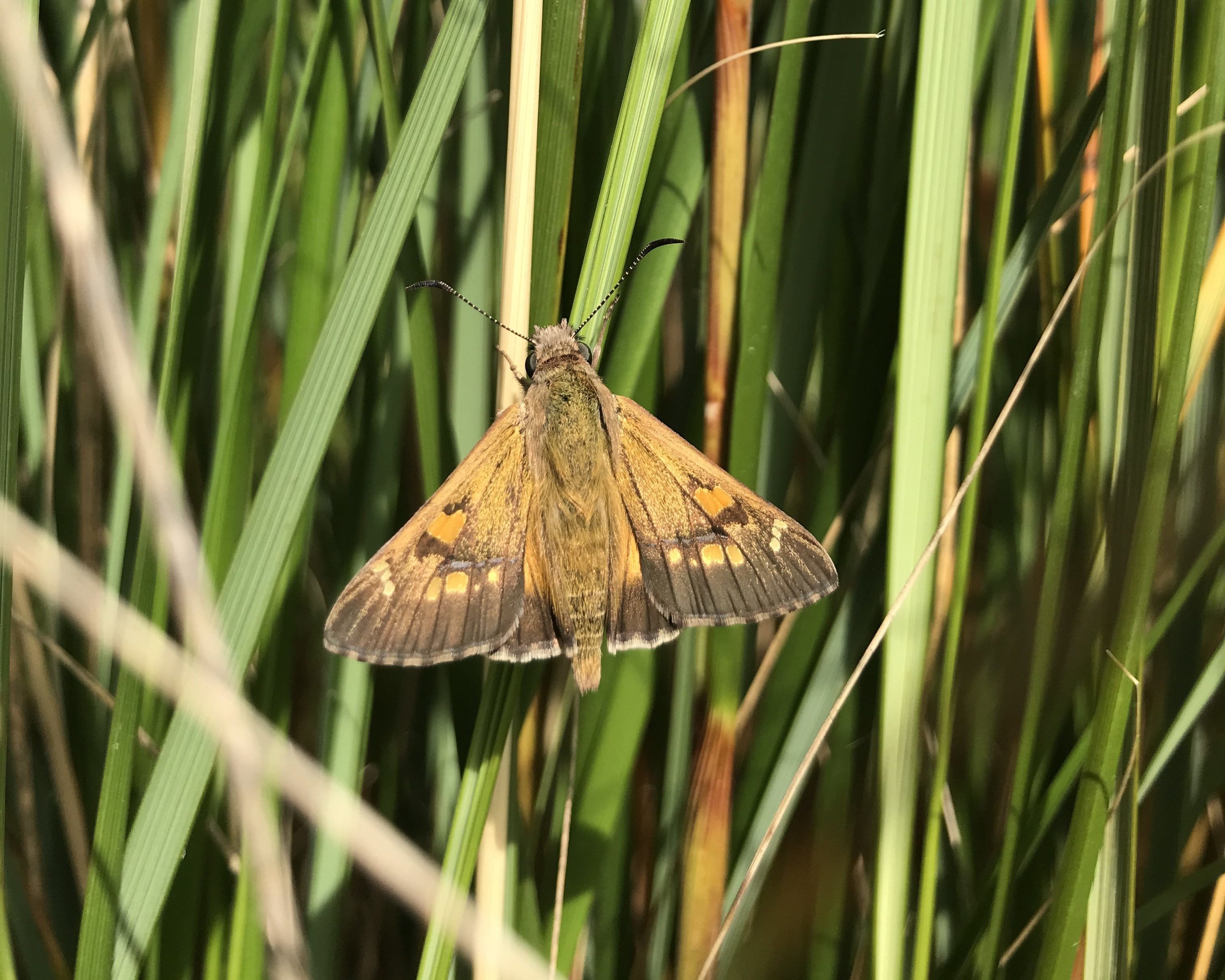 A yellowish sedge-skipper-credit Matt Endacott.