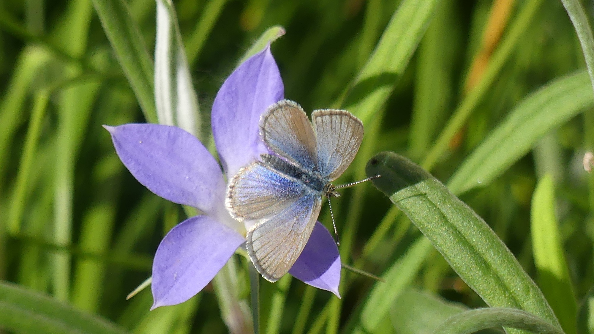 Common-grass blue (Zizina otis labradus)-Matt Endacott