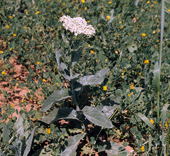 Hoary Cress