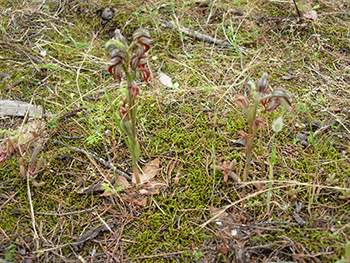 Pterostylis-arenicola-Site-21-Grange-005-sml